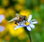 Arı Sokması Nedir Tedavisi Nasıldır